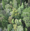 Tahune Airwalk - flóra